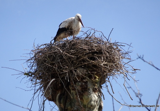 21-05-19-storchennest-009