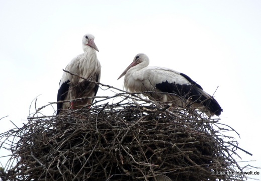 21-05-19-storchennest-storchenpaar-