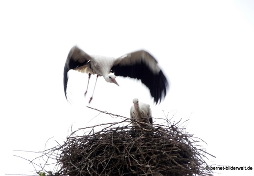 21-05-19-storchennest-storchenpaar-010