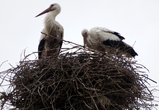 21-05-19-storchennest-storchenpaar-002