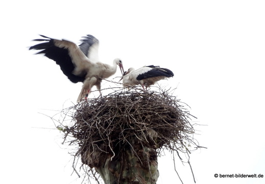 21-05-19-storchennest-storchenpaar-011