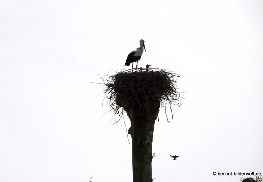 21-05-24-storchennest-020