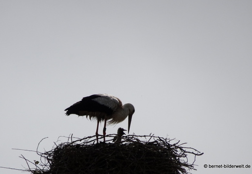 21-05-24-storchennest-015