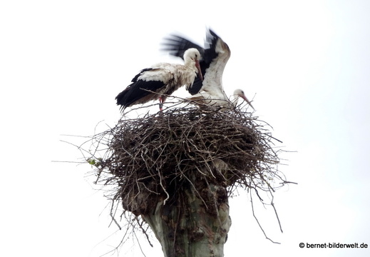 in Bühl und Umgebung
