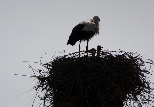 21-05-24-storchennest-026