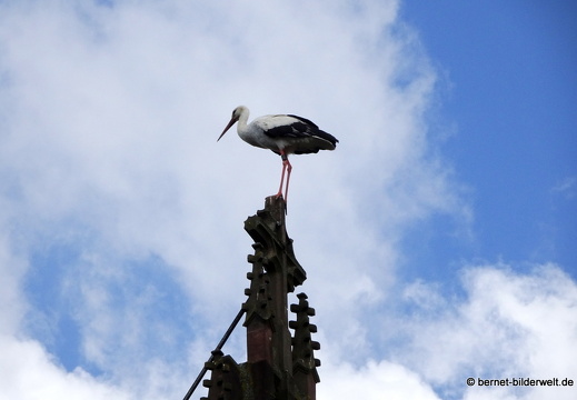 21-05-27-rathausplatz-storch-004