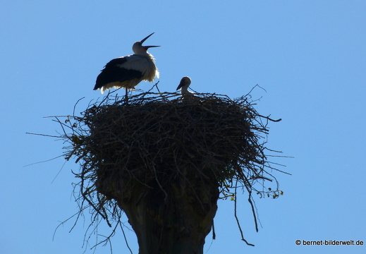 21-05-31-rathausplatz-storchennest-jungstorche-003