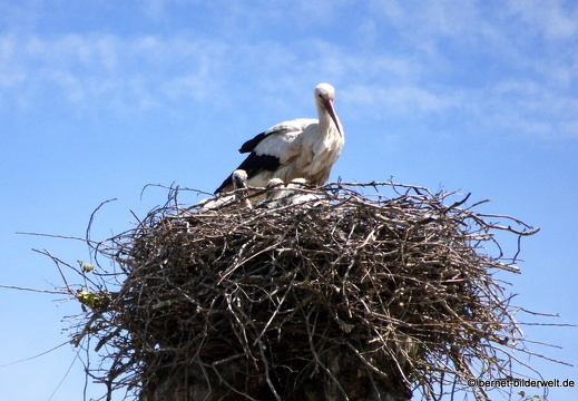 21-05-24-storchennest-030