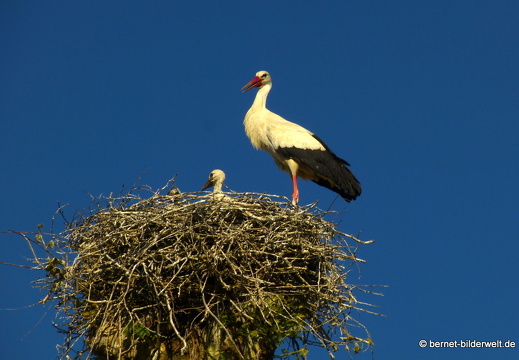 21-06-01-rathausplatz-storchennest-jungstorche-018