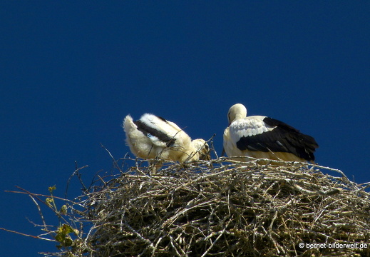 21-06-01-rathausplatz-storchennest-jungstorch-003