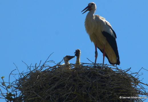 21-06-02-storchennest-jungstoerche-001