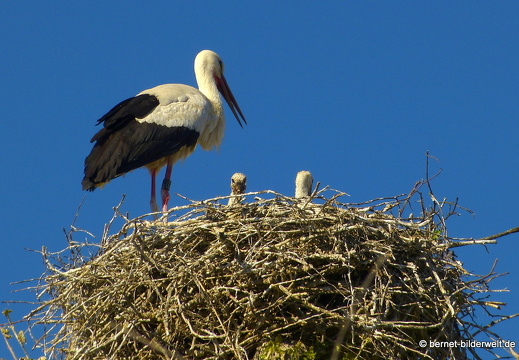21-06-01-rathausplatz-storchennest-jungstorche-027