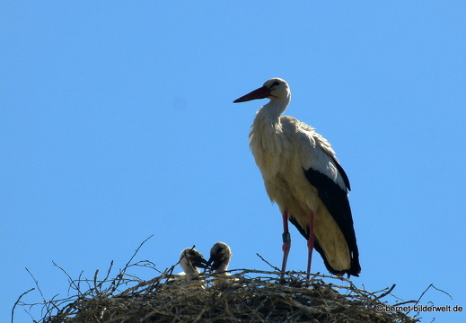 21-06-02-storchennest-jungstoerche-002