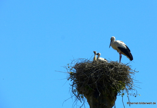 21-06-02-storchennest-jungstoerche-008