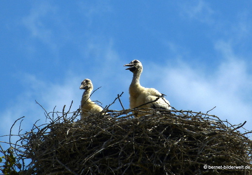 21-06-03-storchennest-jungstoerche-037