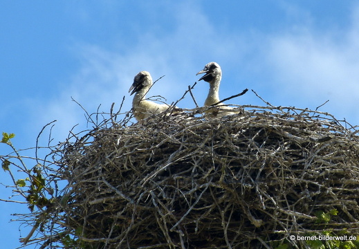 21-06-03-storchennest-jungstoerche-035