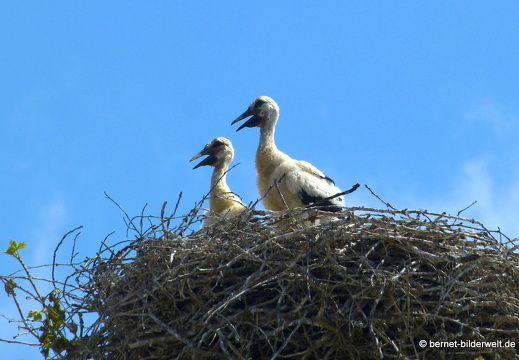 21-06-03-storchennest-jungstoerche-038