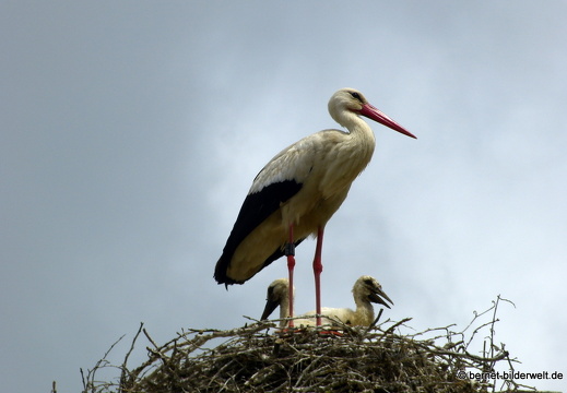 21-06-05-storchennest-jungsstoerche-