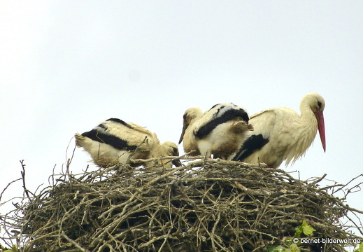 21-06-06-storchennest-jungstoerche-011