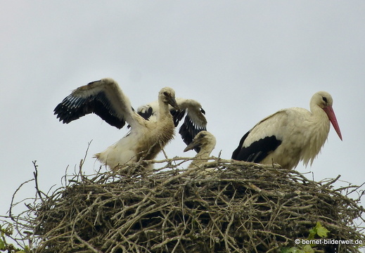 21-06-06-storchennest-jungstoerche-015