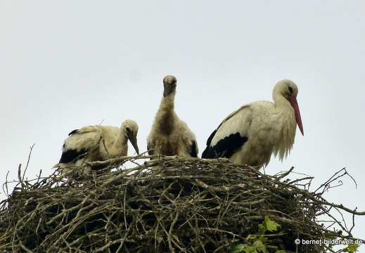 21-06-06-storchennest-jungstoerche-017