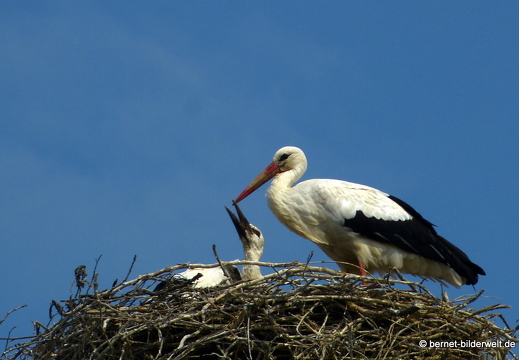 21-06-08-storchennest-rathaus-007