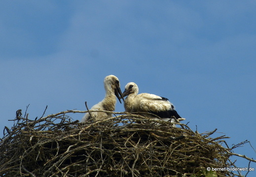 21-06-08-storchennest-rathaus-003