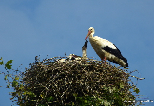 21-06-08-storchennest-rathaus-010