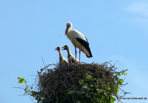 21-06-09-storchennest-rathaus-008