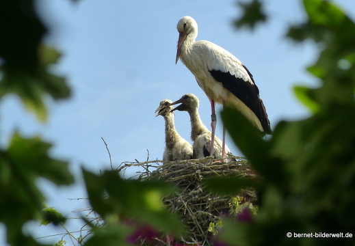21-06-09-storchennest-rathaus-012