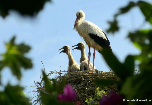 21-06-09-storchennest-rathaus-016