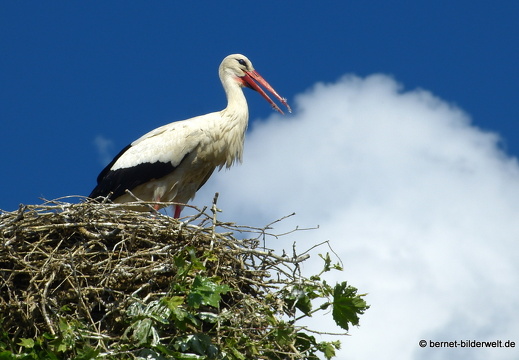 21-06-11-strochennest-rathaus-032