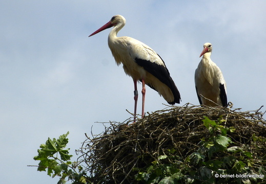 21-06-12-storchennest-storchenpaar-allein-