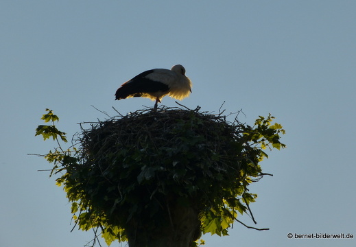21-06-14-weinberge-002