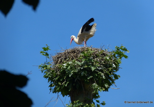 21-06-15-storchennest-rathaus-