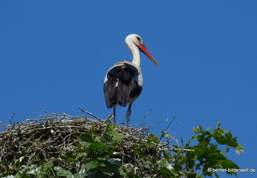 21-06-15-storchennest-rathaus-004