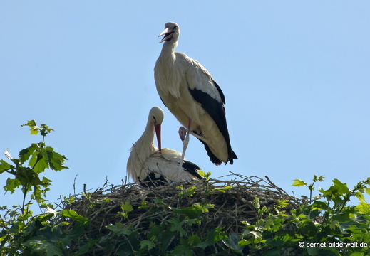 21-06-19-rathausplatz-storchennest-storchenpaar-003
