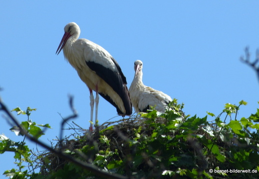 21-06-19-rathausplatz-storchennest-storchenpaar-008