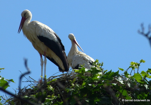 21-06-19-rathausplatz-storchennest-storchenpaar-009