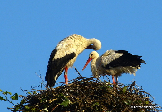 21-07-21-rathausplatz-storchennest-002