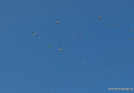 21-09-01-waldhaegenich-stoerche aufbruch gen sueden-010