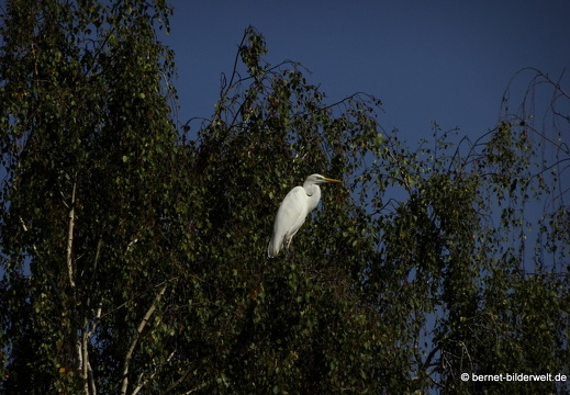 20-09-03-stoeckich-reiher-004