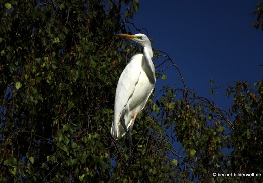 20-09-03-stoeckich-reiher-006