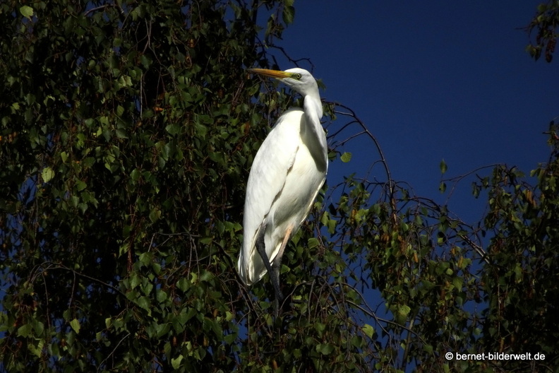 20-09-03-stoeckich-reiher-006.JPG