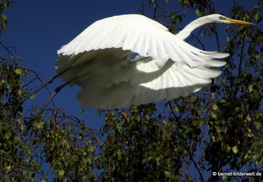 20-09-03-stoeckich-reiher-011