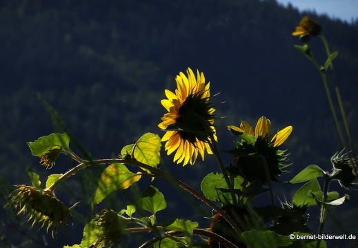 20-09-04-carl-netter-turm-spaziergang-075