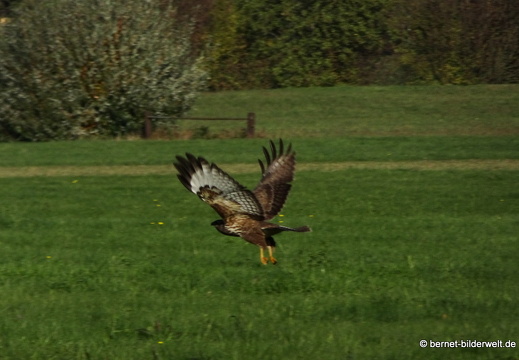 20-11-09-frieden-habicht-002