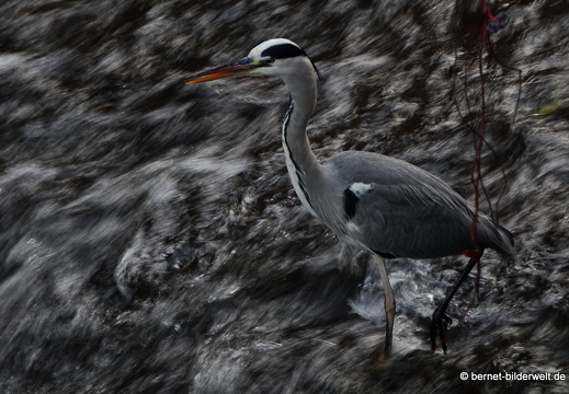 20-11-14-buehlot-reiher-