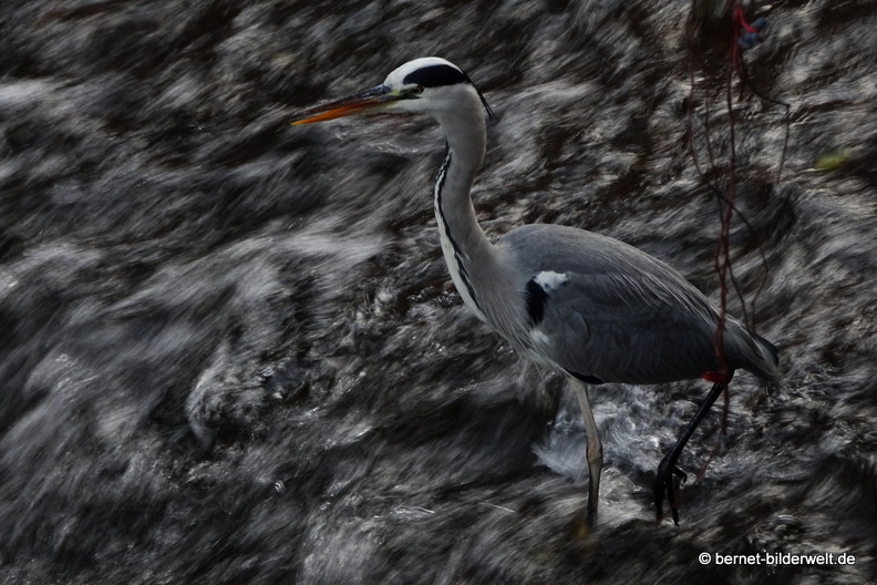 20-11-14-buehlot-reiher-.JPG