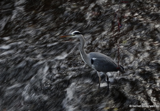20-11-14-buehlot-reiher-002
